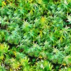 hemp CBD